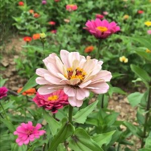 Meet your Posher, Marcelina